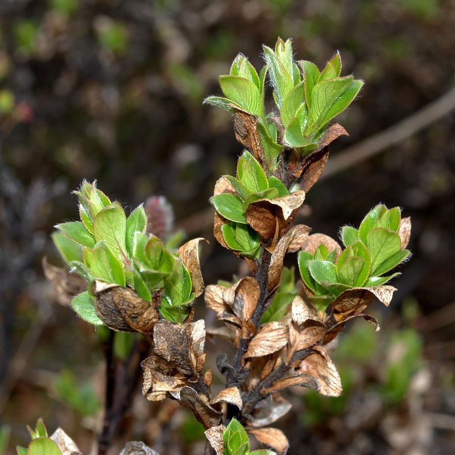 Image of Salix myrsinites specimen.