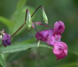 Impatiens glandulifera. Соцветие с бутоном, распустившимся цветком и плодами. Московская обл., Раменский р-н, окр. ж.-д. платформы Хрипань, обочина дороги у окраины леса. 26.07.2018.