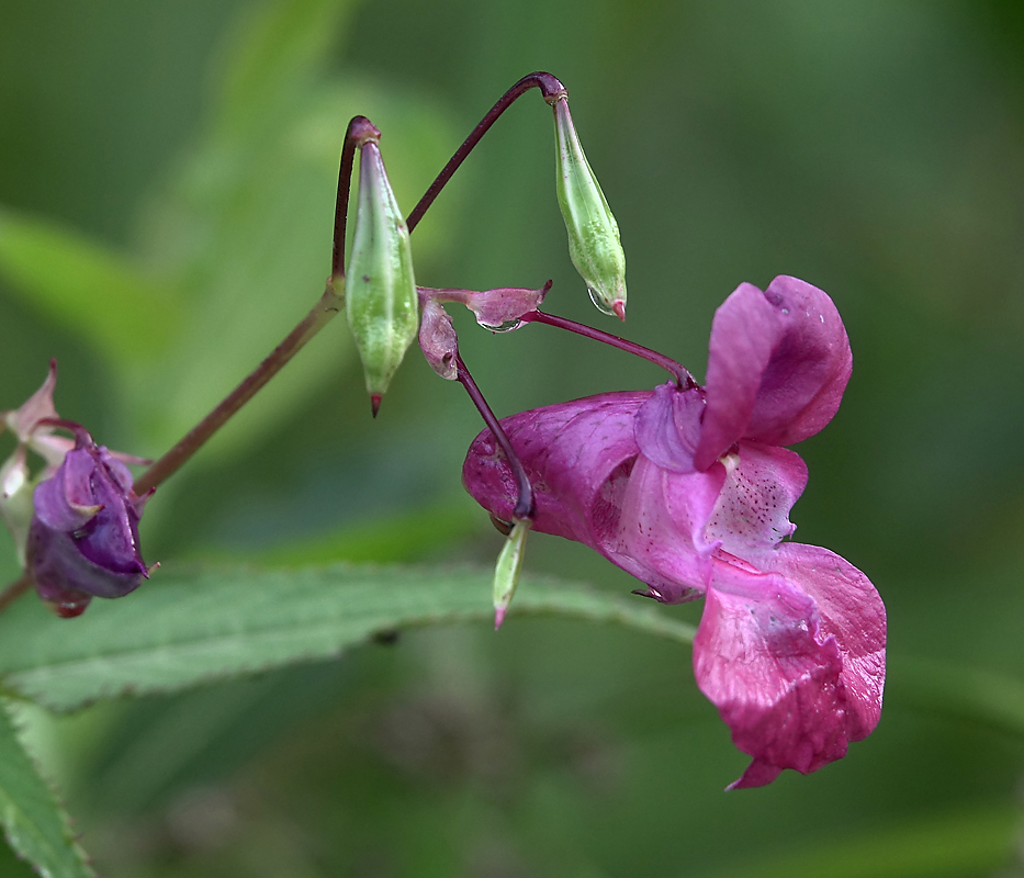 Image of Impatiens glandulifera specimen.