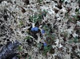 Vaccinium uliginosum подвид microphyllum. Верхушки веточек с плодами. Мурманская обл., Хибины, северный склон г. Куэльпорр, ≈ 600 м н.у.м., кустарничково-лишайниковая тундра. 05.08.2018.