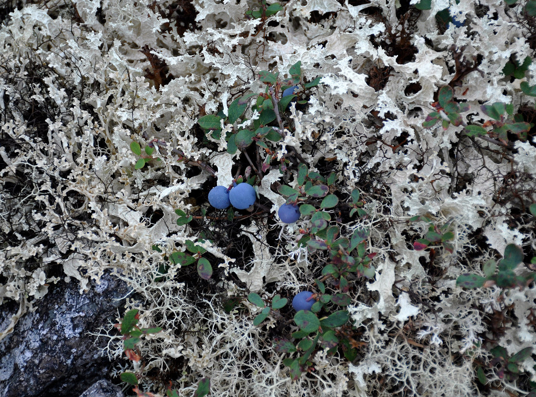 Image of Vaccinium uliginosum ssp. microphyllum specimen.