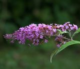 Buddleja davidii. Соцветие. Московская обл., Раменский р-н, окр. дер. Хрипань, садовый участок. 21.08.2018.