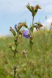 Campanula persicifolia