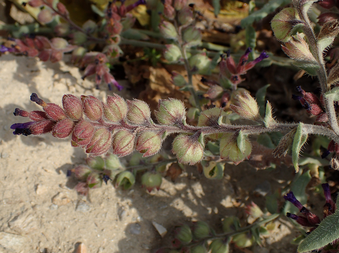 Image of Anchusa hybrida specimen.