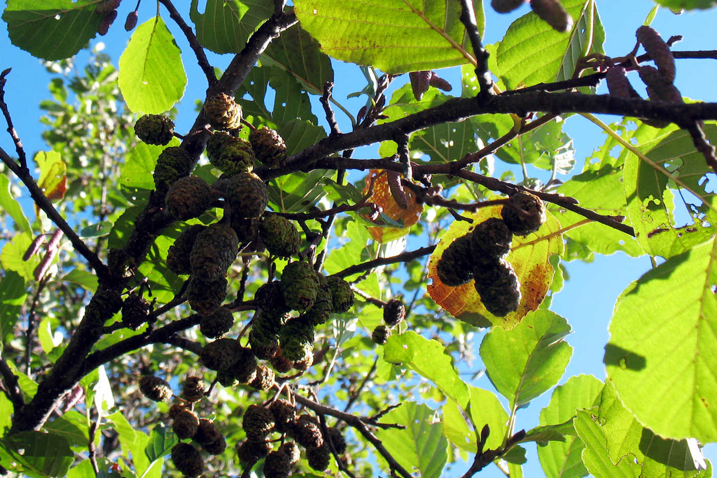 Изображение особи Alnus glutinosa.