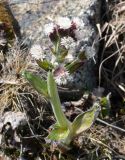 Petasites frigidus