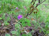 Lathyrus humilis