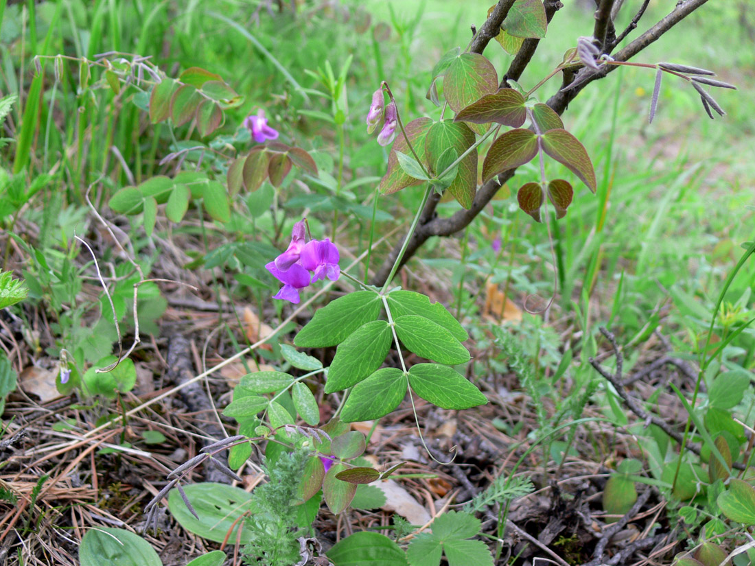 Image of Lathyrus humilis specimen.