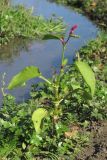 Persicaria orientalis