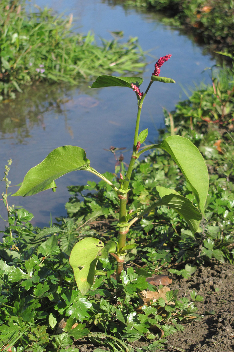 Изображение особи Persicaria orientalis.