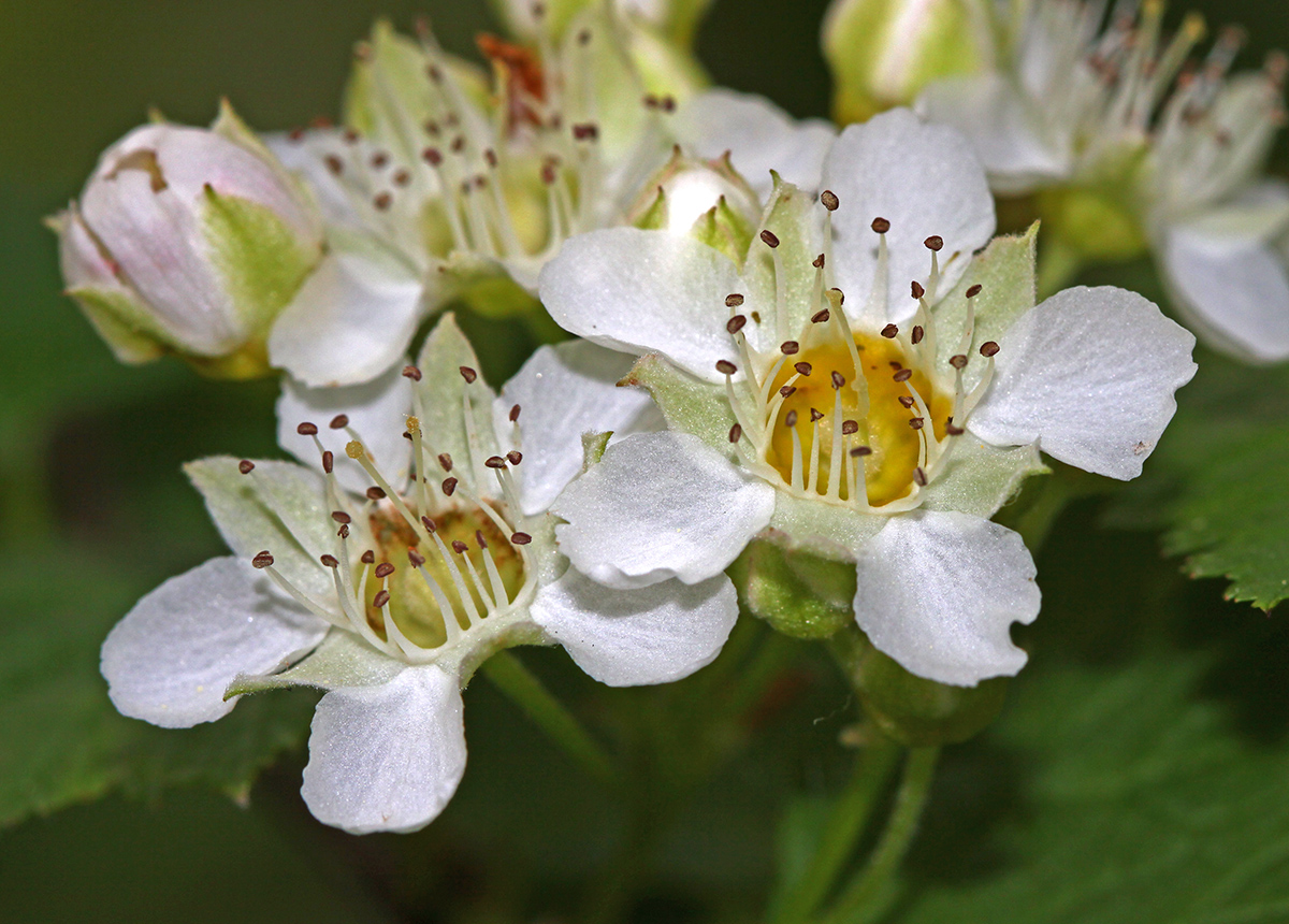 Изображение особи Physocarpus ribesifolia.