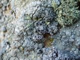 genus Lecanora