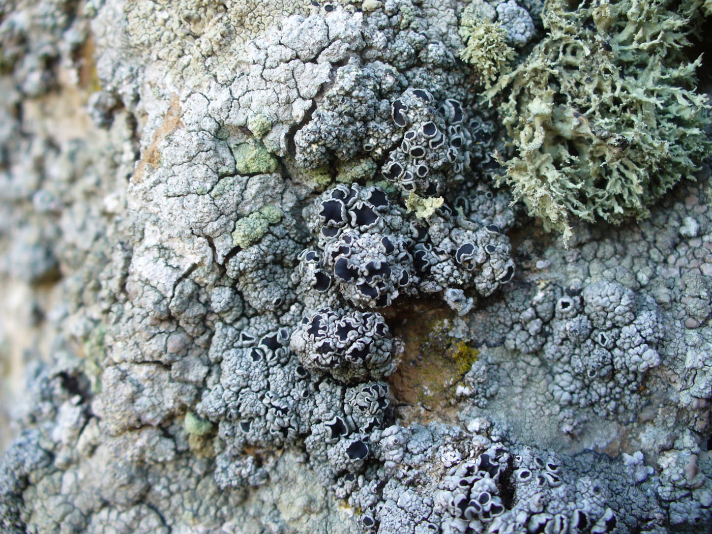 Image of genus Lecanora specimen.