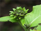 Telekia speciosa. Нераскрывшееся соцветие. Украина, Ивано-Франковская обл., Болеховский горсовет, Поляницкий сельсовет, Поляницкий региональный ландшафтный парк, подножье горы Погар, опушка леса. 10.07.2018.