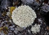 Flavocetraria nivalis. Талломы. Мурманская обл., Хибины, северный склон г. Куэльпорр, ≈ 600 м н.у.м., каменистый склон. 05.08.2018.