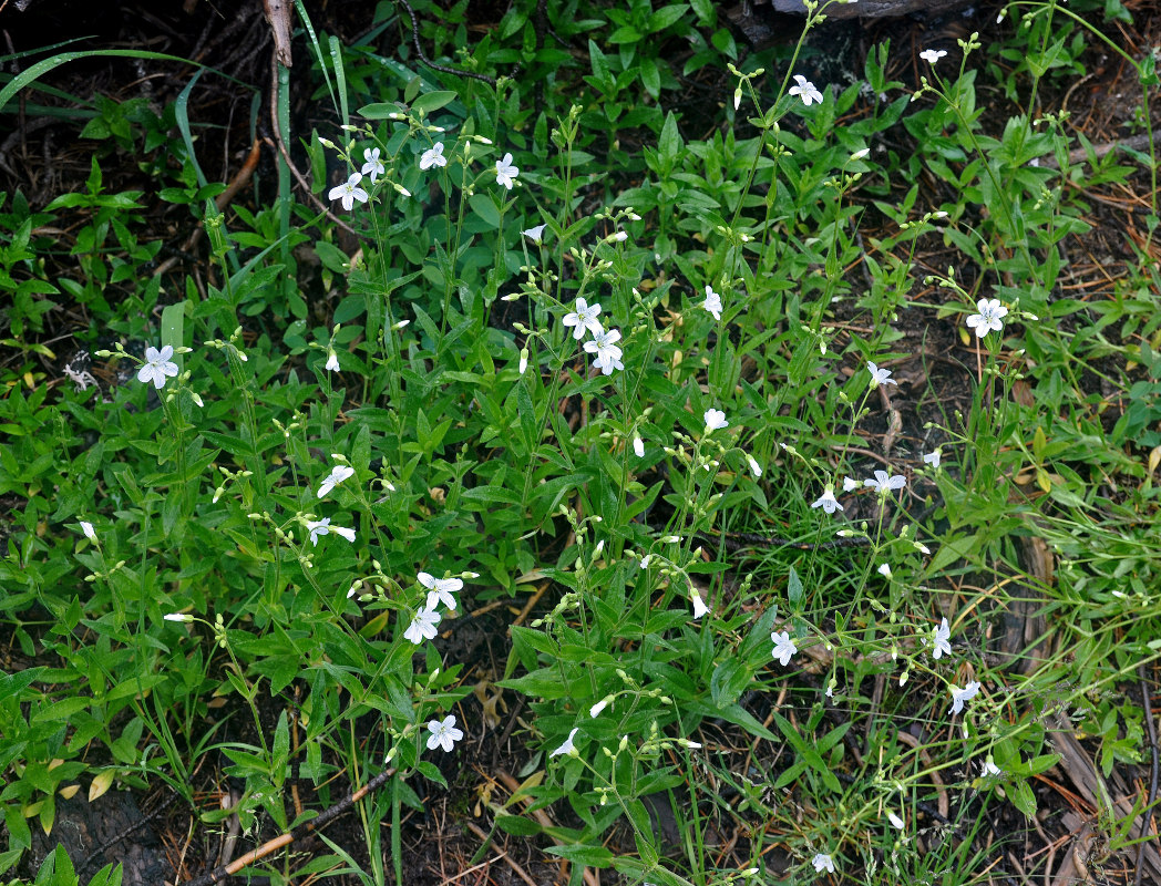 Image of Cerastium pauciflorum specimen.