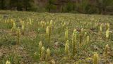 Orostachys spinosa