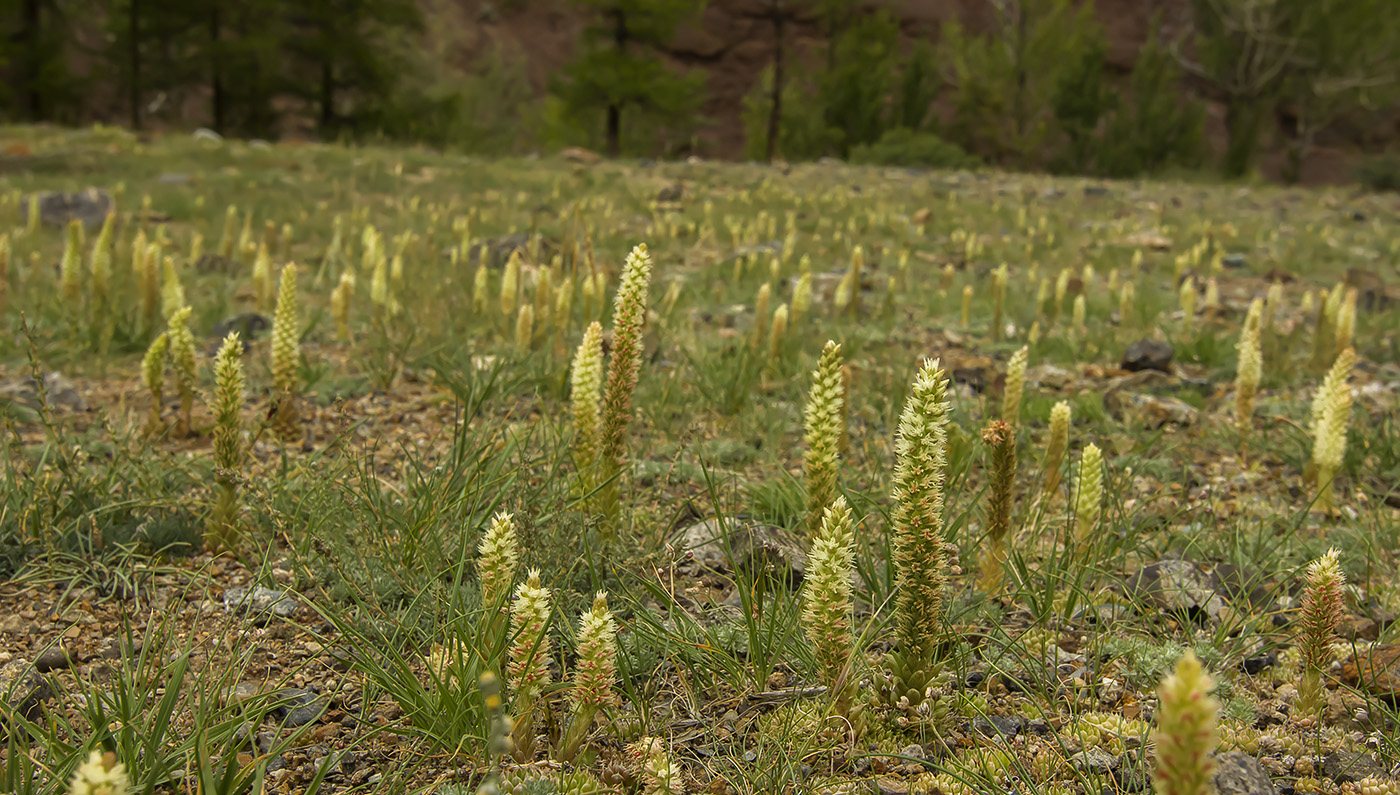 Изображение особи Orostachys spinosa.