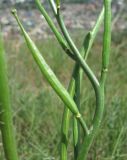 Matthiola daghestanica