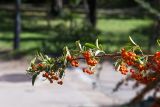 Pyracantha coccinea