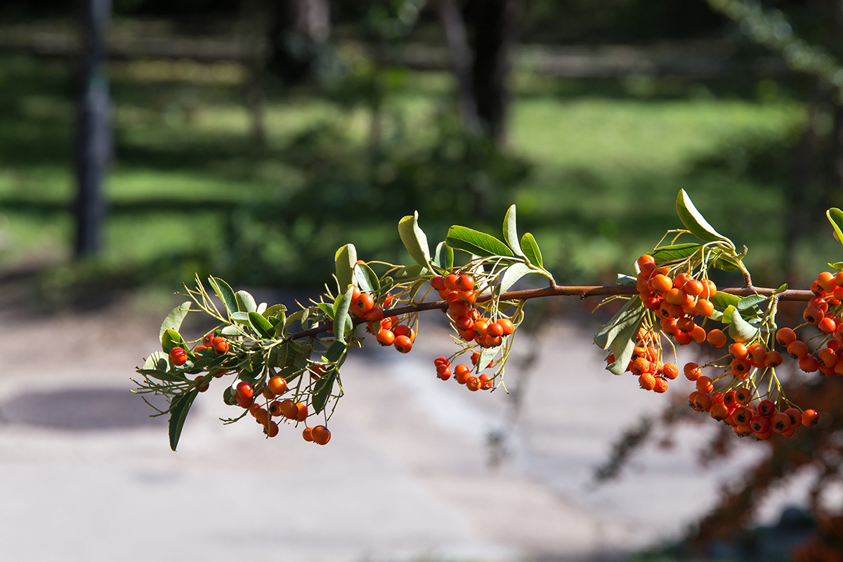 Image of Pyracantha coccinea specimen.