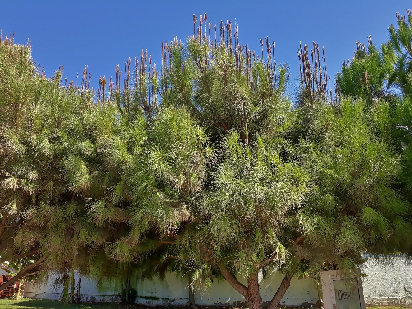 Изображение особи Pinus pinea.