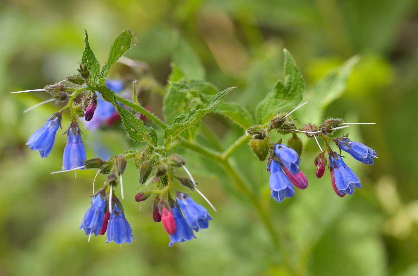 Изображение особи Symphytum asperum.