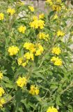 Phlomis fruticosa. Ветвь цветущего растения. Италия, Флоренция, ботанический сад, в культуре. 4 июня 2017 г.