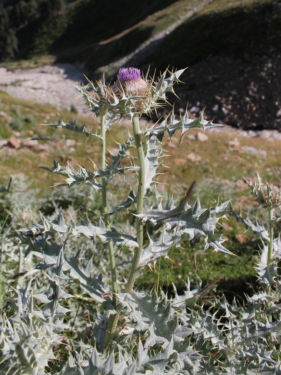 Image of Cirsium cephalotes specimen.