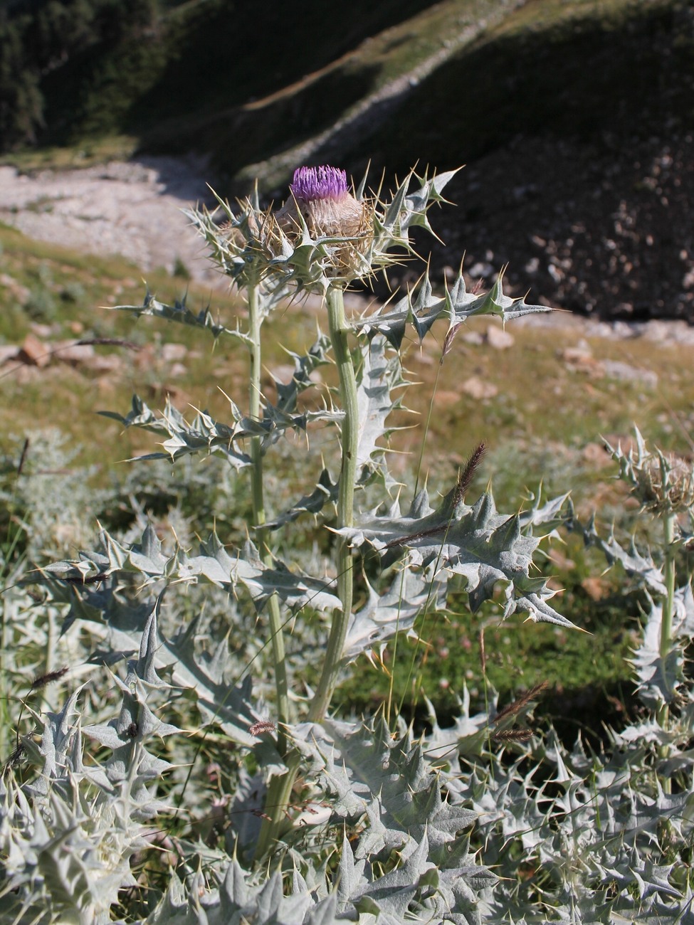 Изображение особи Cirsium cephalotes.