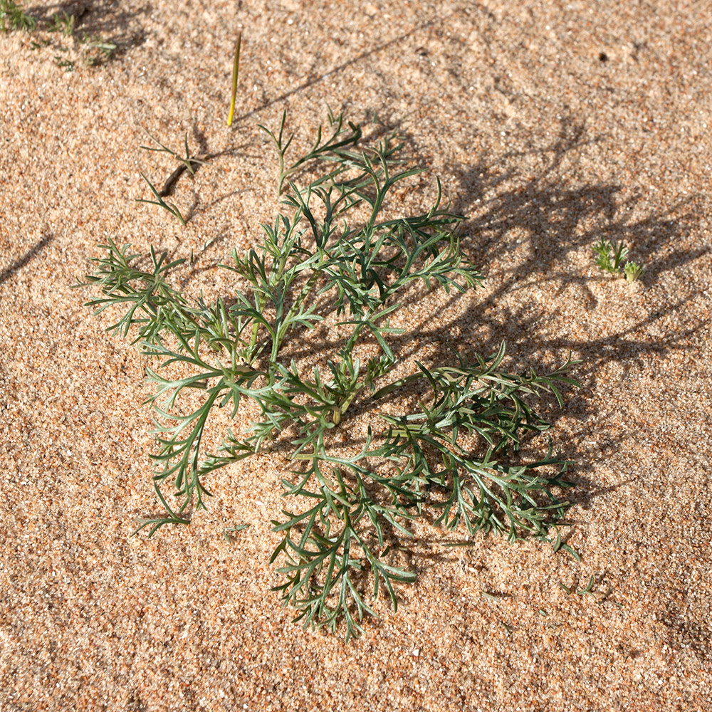 Изображение особи Artemisia campestris.