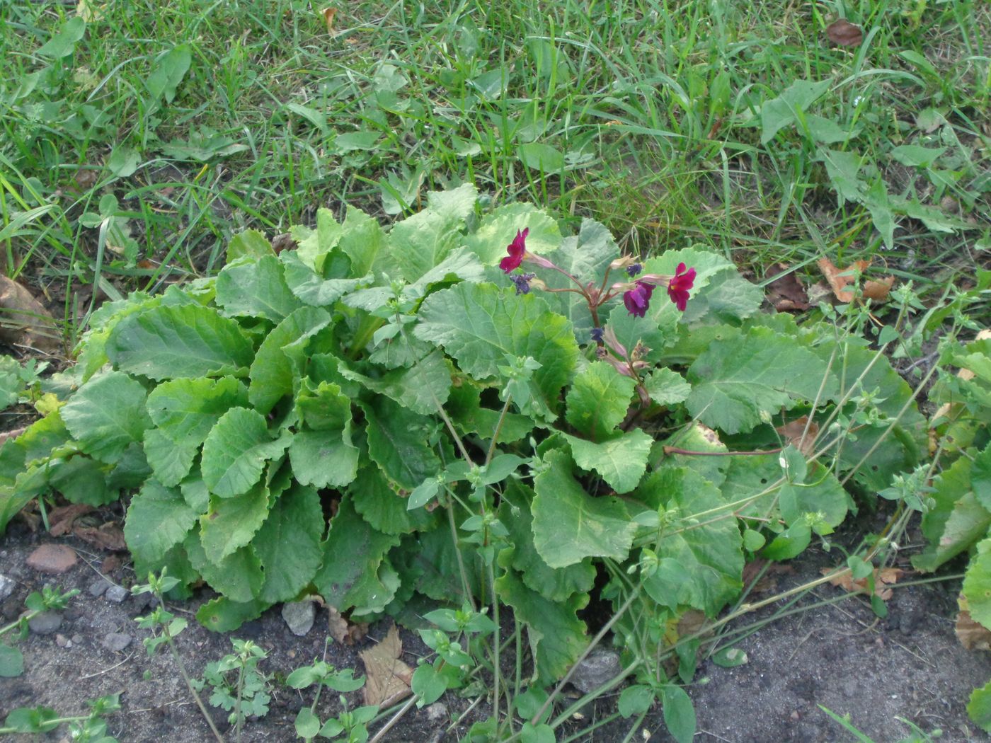 Изображение особи Primula × polyantha.