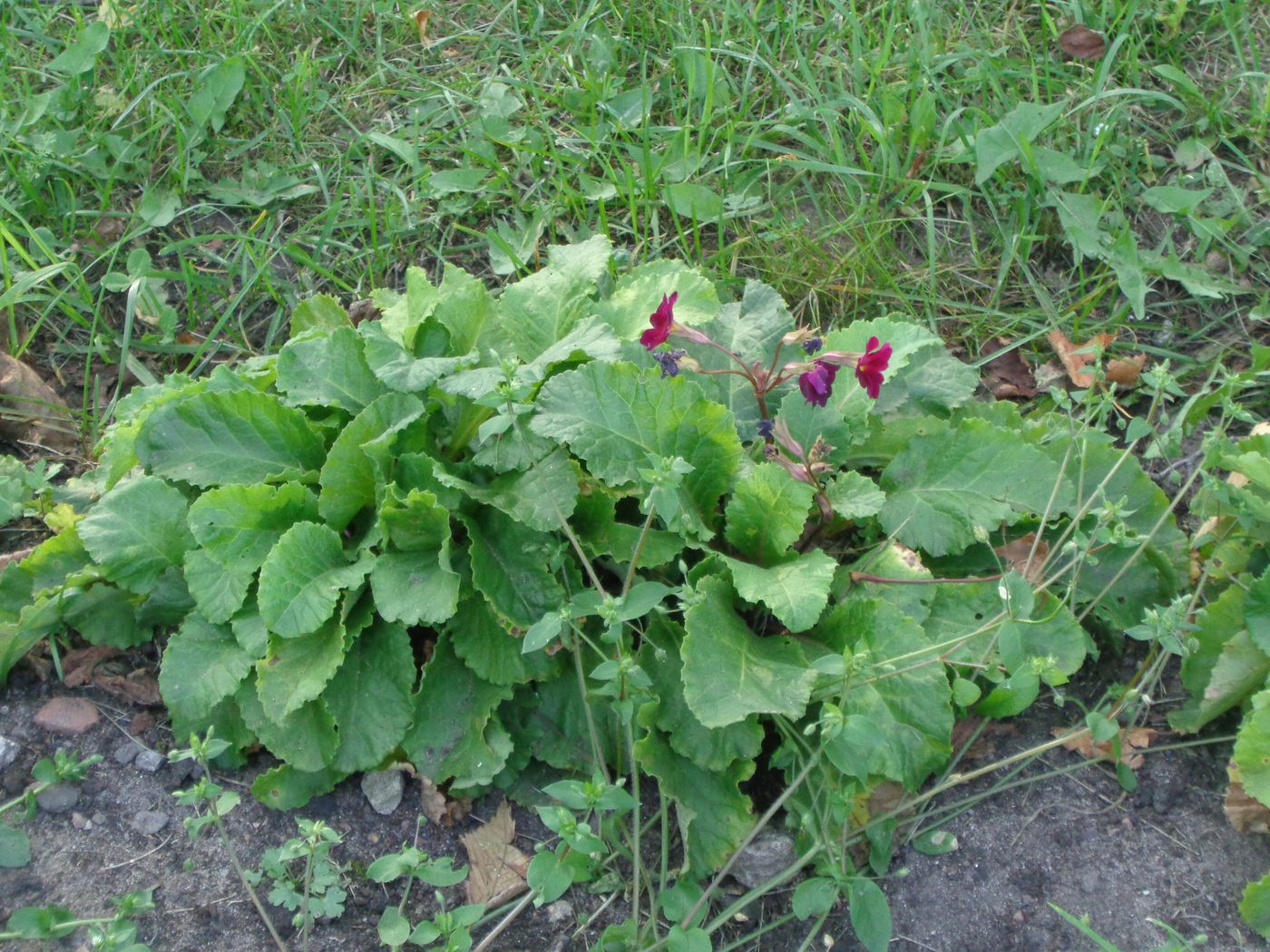 Image of Primula &times; polyantha specimen.