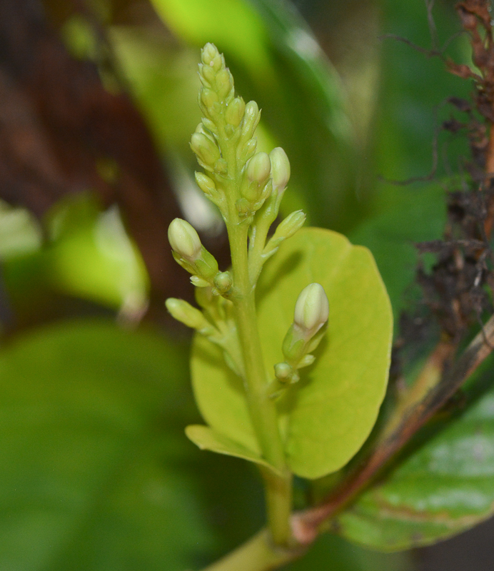 Image of Pseuderanthemum carruthersii specimen.