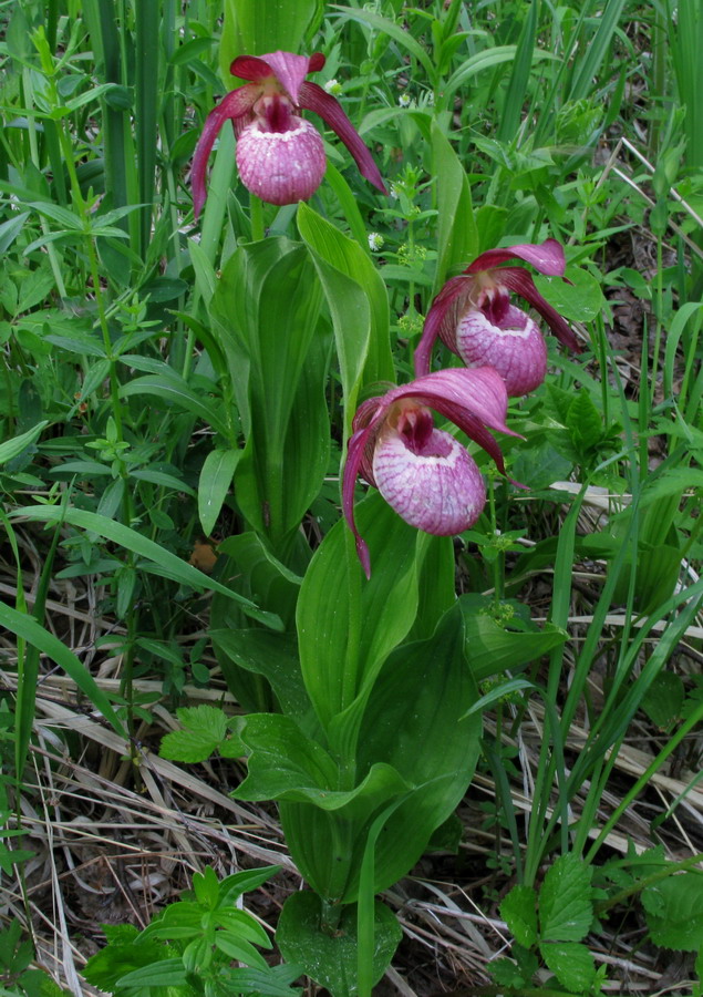 Изображение особи Cypripedium &times; ventricosum.