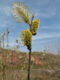 Salix cinerea. Верхушка побега с тычиночными соцветиями. Южный Казахстан, Закаратауская равнина, вост. предгорья Улькунбурултау, пойма р. Асса. 20 марта 2019 г.