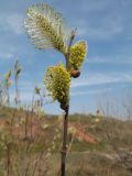 Salix cinerea