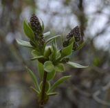 Syringa vulgaris