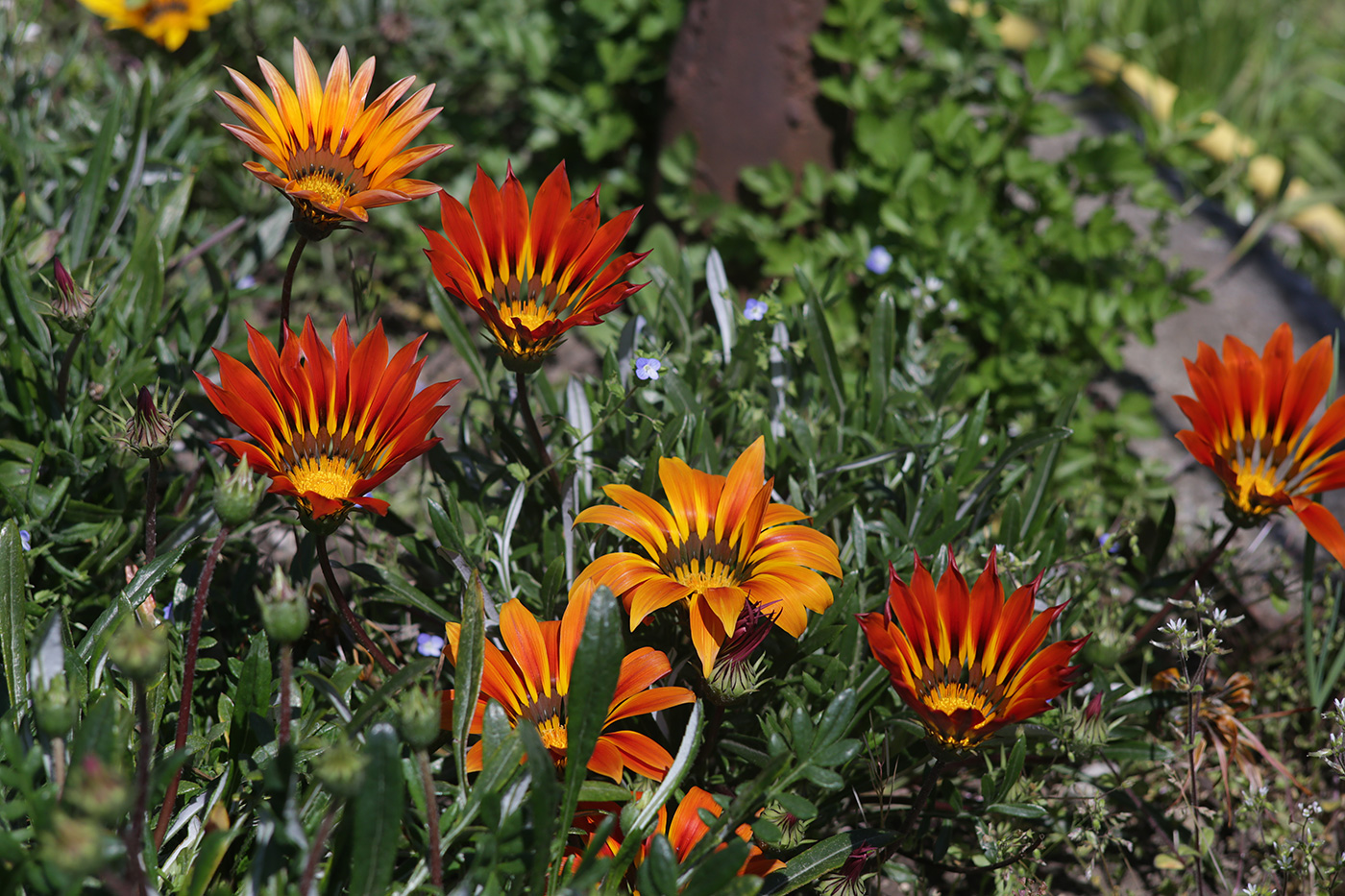 Image of Gazania × hybrida specimen.