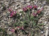 Astragalus buschiorum