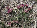 Astragalus buschiorum. Цветущее растение. Дагестан, окр. с. Талги, каменистое место. 22.04.2019.