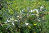 Elaeagnus angustifolia