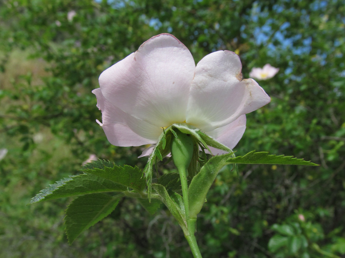 Image of Rosa corymbifera specimen.