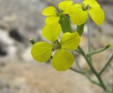 Erysimum substrigosum