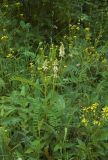 Astragalus uliginosus