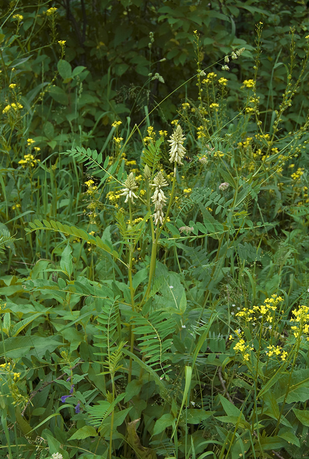 Изображение особи Astragalus uliginosus.