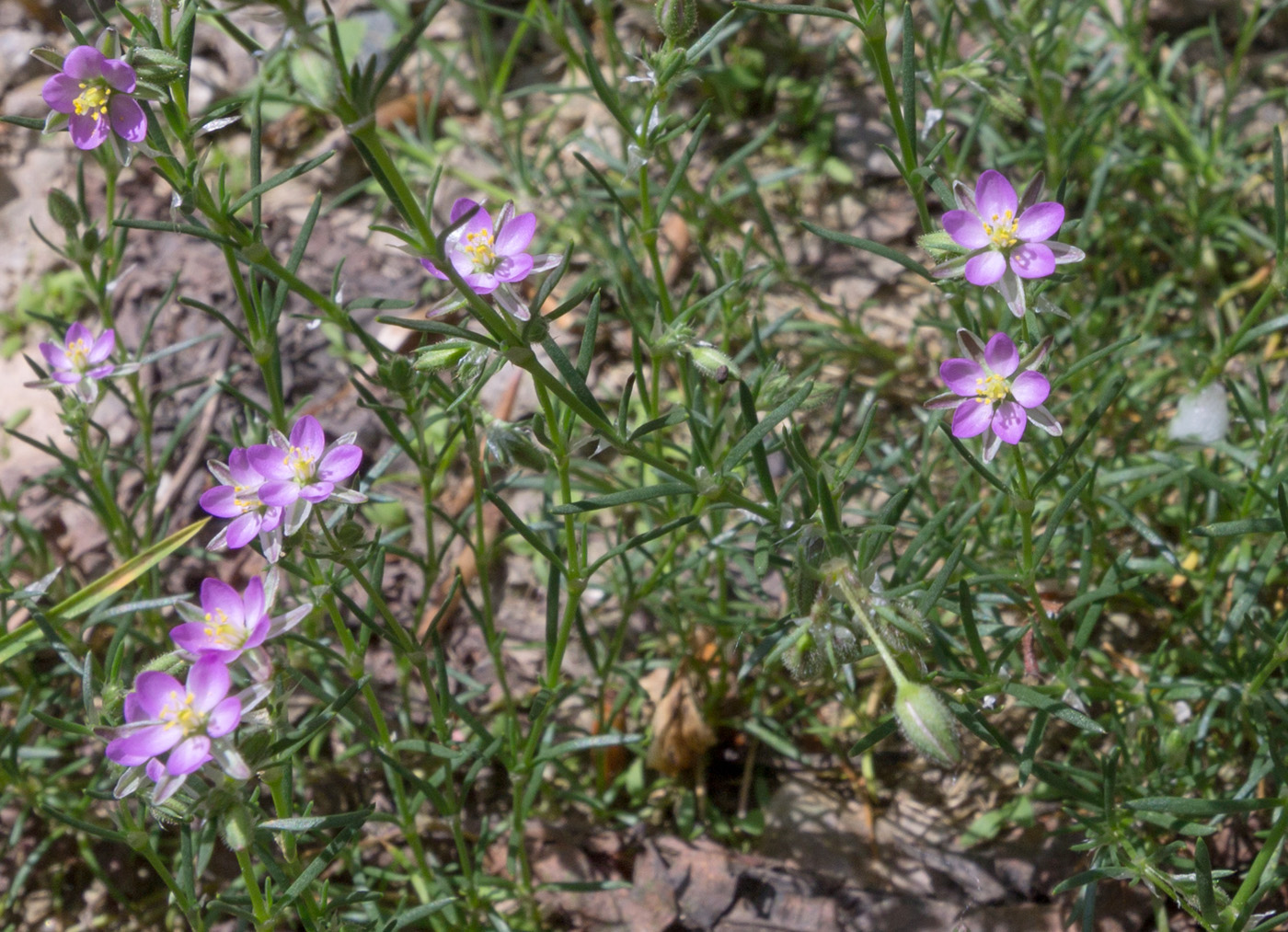 Image of Spergularia rubra specimen.