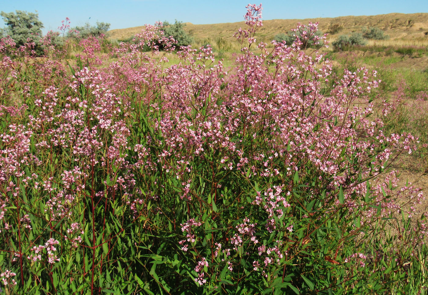 Изображение особи Trachomitum lancifolium.