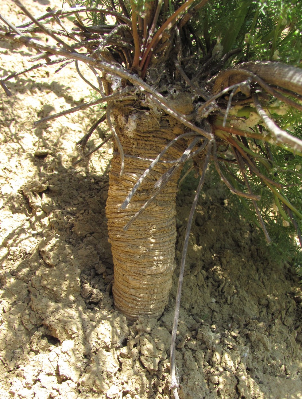 Image of Ferulago galbanifera specimen.