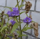 Campanula medium